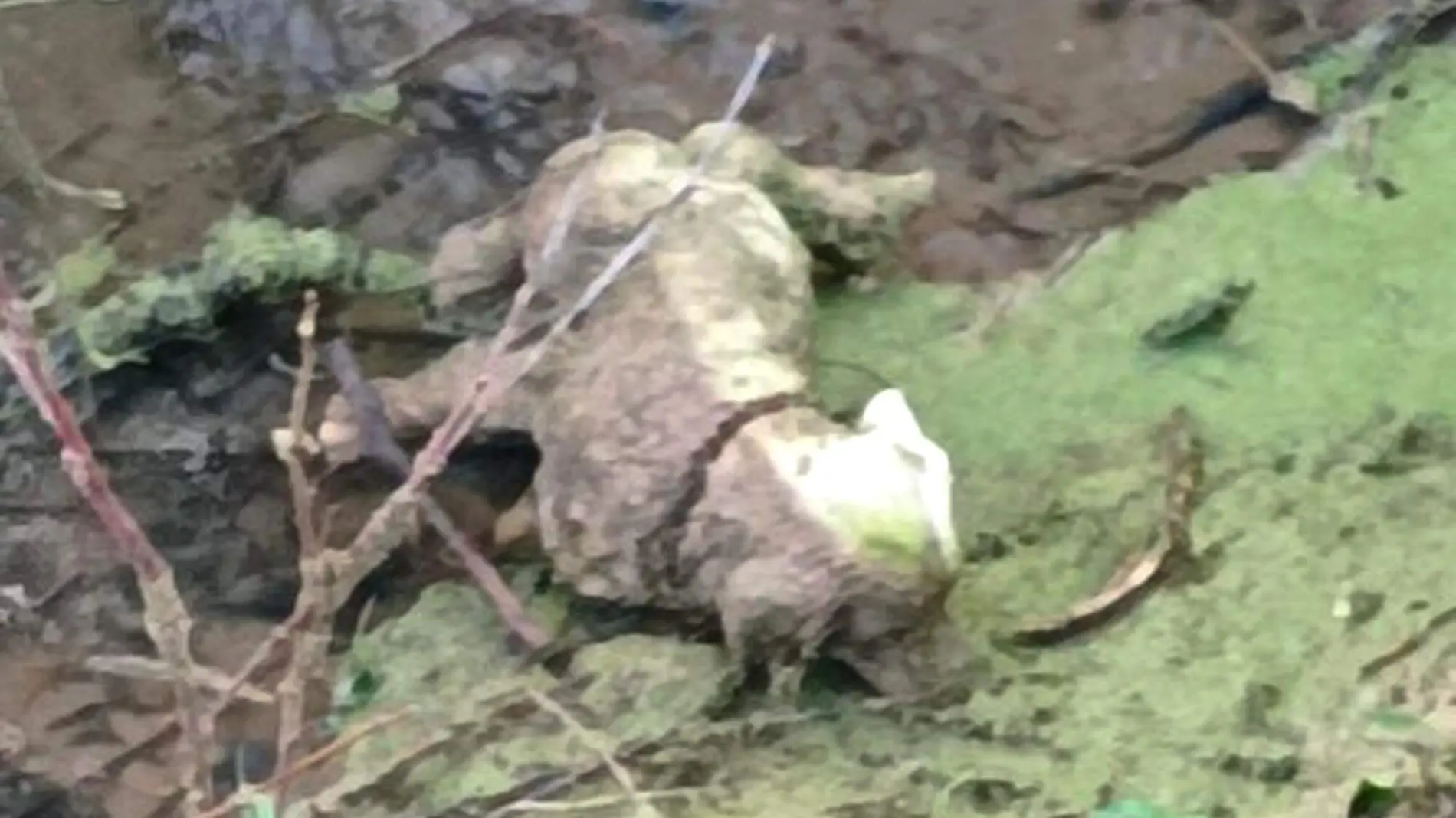 perro rescatado inglaterra.